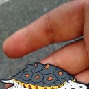 뱀뱀렙타일 - 노원구 한글비석로 444 | 제1회 코리아렙타일쇼 뒤늦은 후기