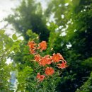 참나리꽃 그리고 남방제비나비 ＜삼성 폰 촬영＞ 이미지