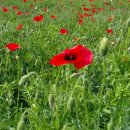 용수골꽃양귀비축제 이미지