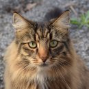 산책하는 고양이 이미지