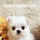 독스캣 강아지고양이 수원점 이미지