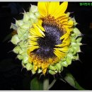 꽃밭주유소 이미지