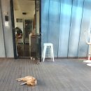 제주늘보의오후 이미지