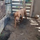 핏불테리어 암컷을 분양합니다. 이미지