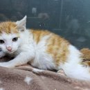 영보주유소 이미지