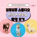 안산 모푸모푸 스튜디오 반려견 프로필 촬영 후기 (내돈내산)