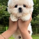 수아켄넬 이미지