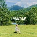 하늘다음태백친환경산양목장 | 강원도 태백 가볼만한곳 몽토랑 산양목장 카페 피크닉