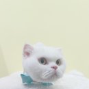 파주고양이 미용실 이미지