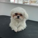 부티뽀샤 이미지