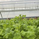 (주)이룸팜 이미지