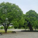 성밖숲 관광안내소 | 성주 성밖숲, 왕버들 나무가 군락을 이루고 있는 산책하기 좋은 숲길, 맨발걷기 명소, 경상북도 성주 여행