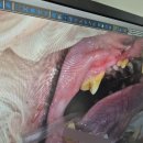 반여착한동물병원 | 강아지 스케일링 발치 비용 후기, 동물병원 전용 바르는 상처보호제 커버힐 포르테f