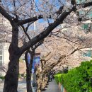 삼익비치A 상가시장 | 부산 벚꽃 명소 남천동 삼익비치 3월 28일 실시간 개화 ft. 만개 시기 주차