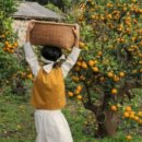 봉다리농장 이미지