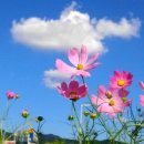 코스모스 이미지