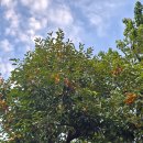 밤동산어린이공원 이미지