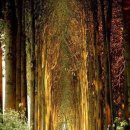 행복나무 이미지