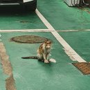 단풍초밥 네이버블로그