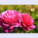 곡성-209 이미지