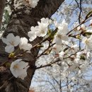 고목나무 이미지