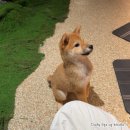 일로-18 | 김포 시바견카페 애견카페 시바노우치 18개월 아기랑 함께 다녀온 후기