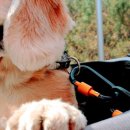 바이크애견 이미지