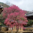 [조용헌의 영지(靈地) 순례] 지리산에서 가장 氣 센 도량에서 벌어진 전투 이미지