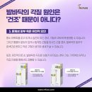 레푸스 정자점 이미지