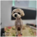 멍뭉살롱 이미지