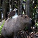 동물보육원 이미지