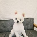 똥개언니 이미지