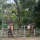 섬바위 가든 | 코사무이 4일차 | 코사무이 코스 추천 패키지여행 나무앙폭포 코끼리 힌타힌야이바위 왓쿤아람