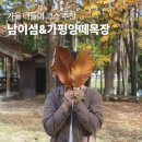 황금빛 목장 | 남이섬 셔틀버스 단풍 절정 시기 가평 양떼목장 카페 가을 나들이