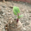 봄의향연 이미지