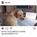 멍스타그램 이미지