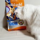 펫컴 | 소화잘되는 고양이사료 펫컴 솔리드골드 인디고 문 solid gold 후기 - 냥이가 좋아해요^^