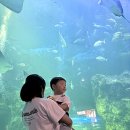 산호어린이집 | 주말에 여기만큼 좋은 곳 있을까? 아이랑 행복했던 일산 아쿠아리움 나들이