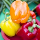 장터팥죽 | 용인 5일장 풍경, 장터 끝자락에서...