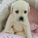 구산동강아지 이미지