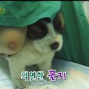 앵두마켓 이미지