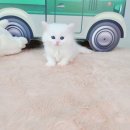 야옹아 멍멍해봐 탕정점 이미지