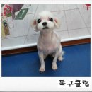 룰루 애견샵 이미지