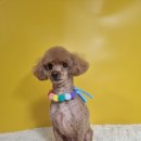 몽쉘몽봉 이미지