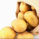 쌀강아지 이미지