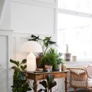 식물 인테리어 이미지