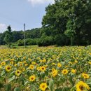 희망의 꽃밭에서 이미지