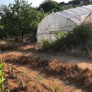 saury007 애견호텔 이미지