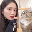 하늘을 걷는 고양이 카페 이미지