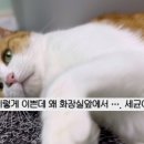 눈꼽